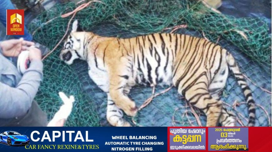 പഞ്ചാരക്കൊല്ലിയെ വിറപ്പിച്ച നരഭോജി കടുവ ചത്തു; ആശ്വാസത്തോടെ വയനാട്