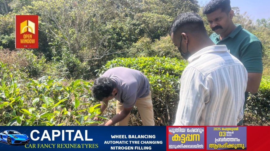 വണ്ടിപ്പെരിയാറിൽ പുലിയുടെ ആക്രമണം; ആട് ചത്തു