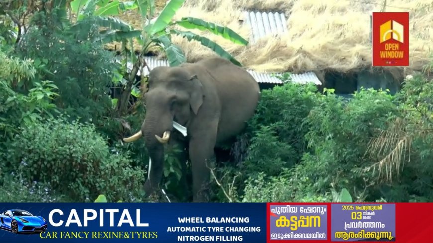 മൂന്നാറില് വീണ്ടും ജനവാസ മേഖലയില് എത്തി ഭീതി പരത്തി കാട്ടാന