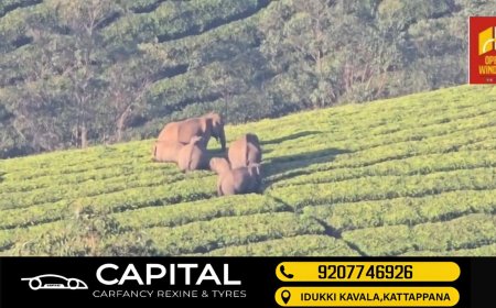 ദേവികുളം ലാക്കാട് എസ്റ്റേറ്റില്‍ കൂട്ടമായി എത്തിയ കാട്ടാന കൂട്ടം ഭീതി പരത്തി