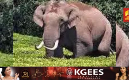 മൂന്നാറിൽ വീണ്ടും കാട്ടാന ആക്രമണം;  പടയപ്പയുടെ ആക്രമണത്തിൽ സ്ത്രീക്ക് പരിക്ക്