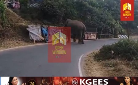 മൂന്നാറിലെ ജനവാസ മേഖലയിൽ വീണ്ടും  പടയപ്പ;വഴിയോരക്കട തകർത്തു