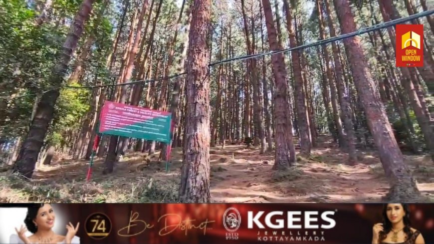 പീരുമേട് തട്ടാത്തിക്കാനം പൈൻകാട് സന്ദർശനത്തിന് പ്രവേശന ഫീസ് ഏർപ്പെടുത്തിയ വനം വകുപ്പ് നടപടിയിൽ വ്യാപക പ്രതിഷേധം. വന്യമൃഗ ശല്യത്തിന് പരിഹാരം കാണാത്ത വനം വകുപ്പ് വരുമാന മാർഗ്ഗം തേടുകയാണെന്ന് കോൺഗ്രസ്