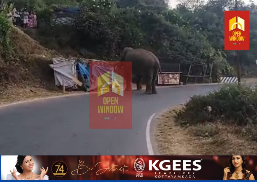 മൂന്നാറിലെ ജനവാസ മേഖലയിൽ വീണ്ടും  പടയപ്പ;വഴിയോരക്കട തകർത്തു