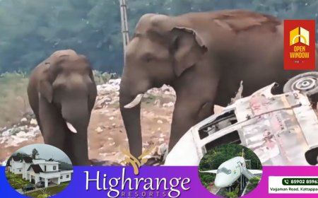 മൂന്നാറിൽ പരിക്കേറ്റ കാട്ടാനയ്ക്ക് ചികിത്സ നൽകണമെന്ന ആവശ്യവുമായി
മൃഗസ്നേഹികളുടെ സംഘടന ഹൈക്കോടതിയെ സമീപിച്ചു