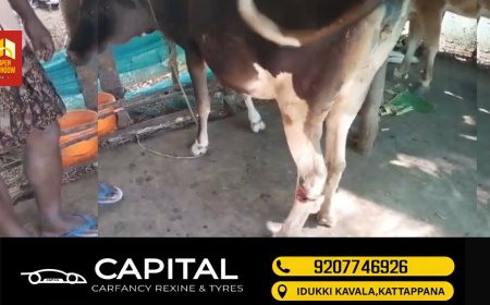 വണ്ടിപ്പെരിയാർ ഗ്രാമ്പിയിൽ വീണ്ടും കടുവയുടെ ആക്രമണത്തിൽ   രണ്ടു പശുക്കൾക്കും വളർത്തു നായ്ക്കും  പരിക്കേറ്റു