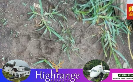 മുണ്ടക്കയത്തും പുലി;  റോഡ് മുറിച്ചു കടന്നുവെന്ന് പ്രദേശവാസികൾ‌, വ്യാപക തിരച്ചിൽ