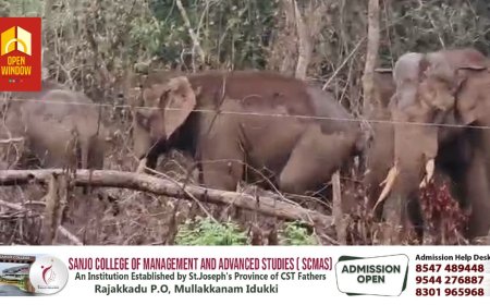 കൊച്ചി - ധനുഷ്‌കോടി ദേശീയപാതയിലെ തലക്കോട് നിന്നും മുള്ളരിങ്ങാട് പോകുന്ന റോഡില്‍ കാട്ടാനക്കൂട്ടം എത്തിയതോടെ യാത്രക്കാര്‍ ഭീതിയില്‍