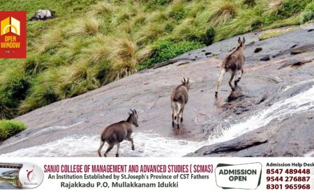 ഇരവികുളം ദേശീയോദ്യാനം തുറന്നു; ഇന്നുമുതൽ വരയാടുകളെ കാണാം