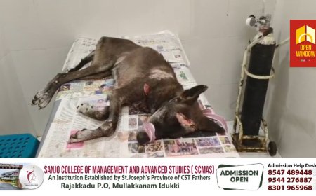 തൊടുപുഴയിൽ വളർത്തുനായക്ക് ഉടമയുടെ ക്രൂര മർദനം. ശരീരമാകെ വെട്ടിപ്പരിക്കേൽപ്പിച്ച ശേഷം നായയെ ഉടമ തെരുവിൽ ഉപേക്ഷിച്ചു