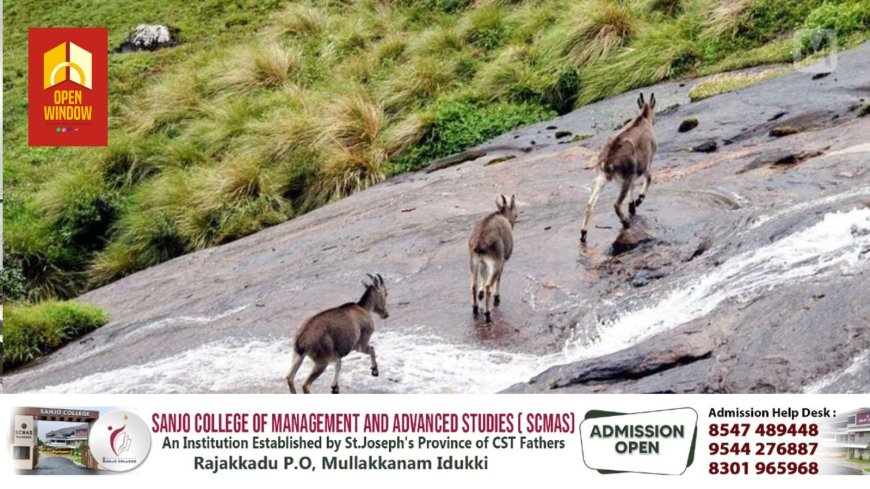 ഇരവികുളം ദേശീയോദ്യാനം തുറന്നു; ഇന്നുമുതൽ വരയാടുകളെ കാണാം