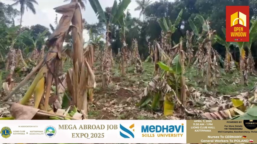 വേനൽ മഴയിൽ കാഞ്ചിയാറിൽ വൻകൃഷിനാശം