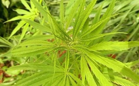 അണക്കര ടൗണിന് സമീപം റോഡരികിൽ വളർന്നു നിന്ന രണ്ടുമാസത്തോളം വളർച്ചയുള്ള കഞ്ചാവ് ചെടികൾ കണ്ടെത്തി