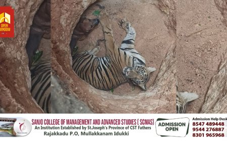 ഇടുക്കി അണക്കര കടുക്കാ സിറ്റിക്ക് സമീപം കുഴിയിൽ വീണ കടുവയെ മയക്കുവെടി വച്ചു