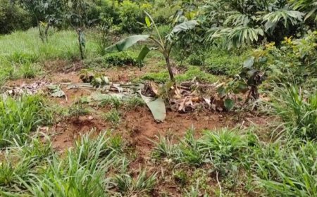 കാഞ്ചിയാർ അഞ്ചുരുളിക്ക് പുറമേ കട്ടപ്പന വാഴവര വാകപ്പടിയിലും കാട്ടാന ജനവാസ മേഖലയിൽ ഇറങ്ങി