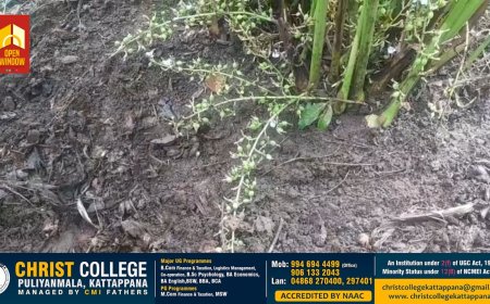 കാഞ്ചിയാർ അയ്യപ്പൻകോവിൽ പരപ്പിൽ കാട്ട്പന്നി ശല്യത്തിൽ വലഞ്ഞ് കർഷകർ