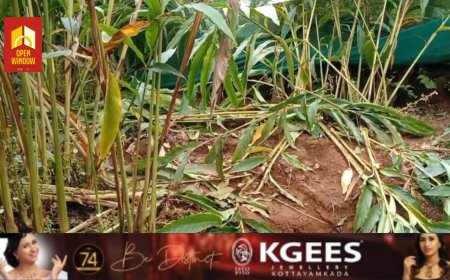 കാട്ടാനശല്യം ഒഴിയാതെ പീരുമേട്  തോട്ടാപുര അടക്കമുള്ള ജനവാസ മേഖല