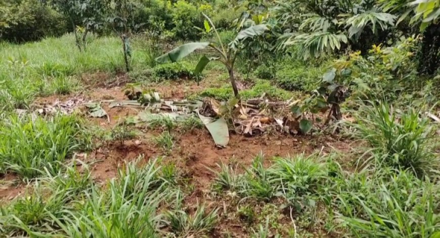 കാഞ്ചിയാർ അഞ്ചുരുളിക്ക് പുറമേ കട്ടപ്പന വാഴവര വാകപ്പടിയിലും കാട്ടാന ജനവാസ മേഖലയിൽ ഇറങ്ങി