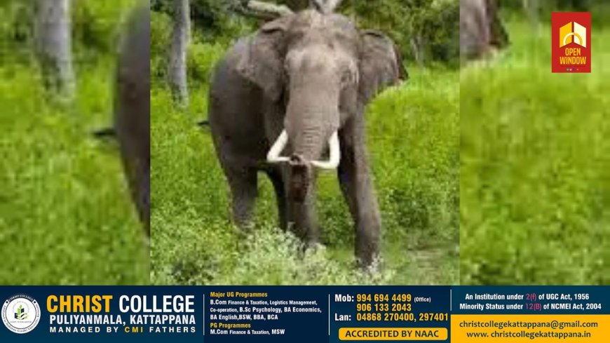 പീരുമേട്ടിൽ കാട്ടാന ആക്രമണത്തിൽ ആദിവാസി സ്ത്രീ മരിച്ചു