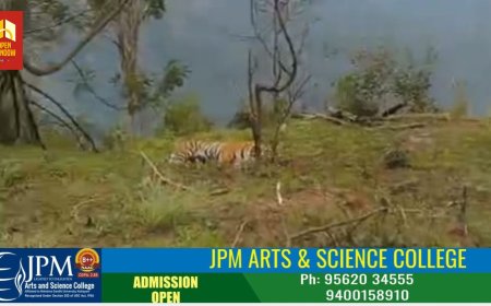 ചിന്നക്കനാലിൽ കടുവയുടെ സാന്നിധ്യം. 
കൊളുക്കുമല ടൂറിസം മേഖലയ്ക്കു സമീപത്തു തമിഴ്നാട് അധീന മേഖലയിലാണ് കടുവയെ കണ്ടെത്തിയത്