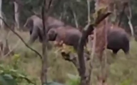 ചിന്നക്കനാലിലെ വര്‍ദ്ധിച്ച് വരുന്ന വന്യമൃഗ ശല്യത്തില്‍ ആശങ്കയറിയിച്ച് നാട്ടുകാര്‍