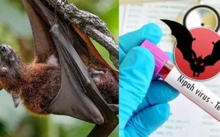 പാലക്കാട്ട് വീണ്ടും നിപ്പ; സ്ഥിരീകരിച്ചത് രോഗബാധമൂലം മരിച്ചയാളുടെ മകന്