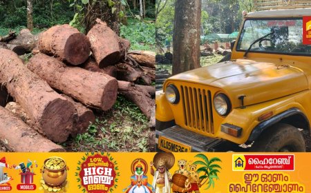 കട്ടപ്പന പേഴും കവലയിലെ കൃഷിയിടത്തിൽ നിന്ന് അനധികൃതമായി മുറിച്ച് കടത്തിയ തടികളും കൊണ്ടുപോകാൻ ഉപയോഗിച്ച രണ്ടു വാഹനങ്ങളും അയ്യപ്പൻകോവിൽ വനം വകുപ്പ് പിടികൂടി