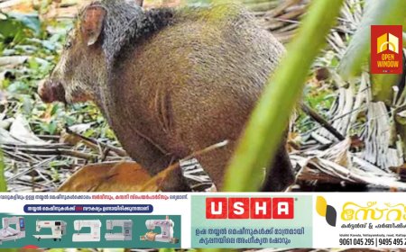 ഇനി ചന്ദന മരം വെട്ടി വിൽക്കാം ! മനുഷ്യരെ ആക്രമിച്ചാൽ വന്യജീവിയെ ‘ഉടൻ’ കൊല്ലും ; ഈ മാറ്റങ്ങൾ അറിയാം