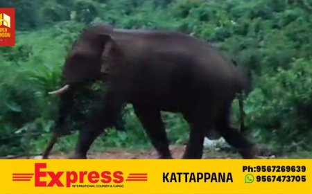 കാടുകയറാതെ ഒറ്റക്കൊമ്പൻ  ഇടമലക്കുടിയില്‍ ചുറ്റിത്തിരിയുന്നു