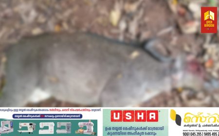 ഇടുക്കി കൊന്നത്തടി  പഞ്ചായത്തിന്റെയും വനം വകുപ്പിന്റെയും നേതൃത്വത്തില്‍ പ്രദേശത്ത് നാളുകളായി നാശം വിതച്ച കാട്ടുപന്നിയെ വെടിവച്ചു കൊന്നു