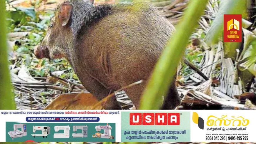 ഇനി ചന്ദന മരം വെട്ടി വിൽക്കാം ! മനുഷ്യരെ ആക്രമിച്ചാൽ വന്യജീവിയെ ‘ഉടൻ’ കൊല്ലും ; ഈ മാറ്റങ്ങൾ അറിയാം
