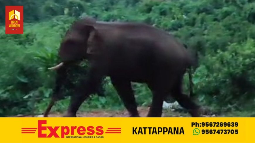 കാടുകയറാതെ ഒറ്റക്കൊമ്പൻ  ഇടമലക്കുടിയില്‍ ചുറ്റിത്തിരിയുന്നു