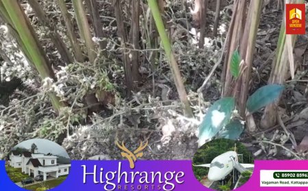 ഉപ്പുതറ മാക്കപ്പതാൽ പ്രദേശത്ത് ഏലക്ക മോഷണം വ്യാപകമാവുന്നു. കട്ടപ്പന മാമൂട്ടിൽ അജീഷ് പാട്ടത്തിനെടുത്ത ഒഴുകയിൽ  ജോസിൻ്റെ ഏലത്തോട്ടത്തിൽ നിന്നുമാണ് ഏലക്ക മോഷണം പോയത്. 80 കിലോയോളം ഏലക്കായാണ് നഷ്ടമായത്