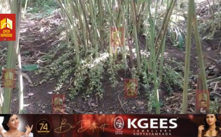 ഏലക്കായ്ക്ക് വിലവർദ്ധിച്ചതോടെ മോഷണം വ്യാപകമാകുന്നു