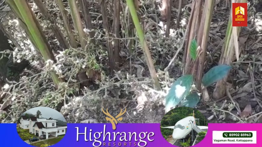 ഉപ്പുതറ മാക്കപ്പതാൽ പ്രദേശത്ത് ഏലക്ക മോഷണം വ്യാപകമാവുന്നു. കട്ടപ്പന മാമൂട്ടിൽ അജീഷ് പാട്ടത്തിനെടുത്ത ഒഴുകയിൽ  ജോസിൻ്റെ ഏലത്തോട്ടത്തിൽ നിന്നുമാണ് ഏലക്ക മോഷണം പോയത്. 80 കിലോയോളം ഏലക്കായാണ് നഷ്ടമായത്