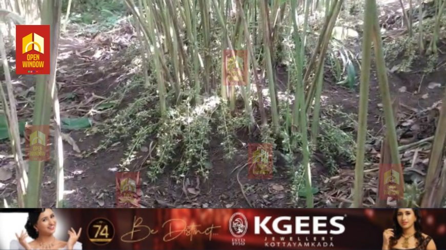 ഏലക്കായ്ക്ക് വിലവർദ്ധിച്ചതോടെ മോഷണം വ്യാപകമാകുന്നു