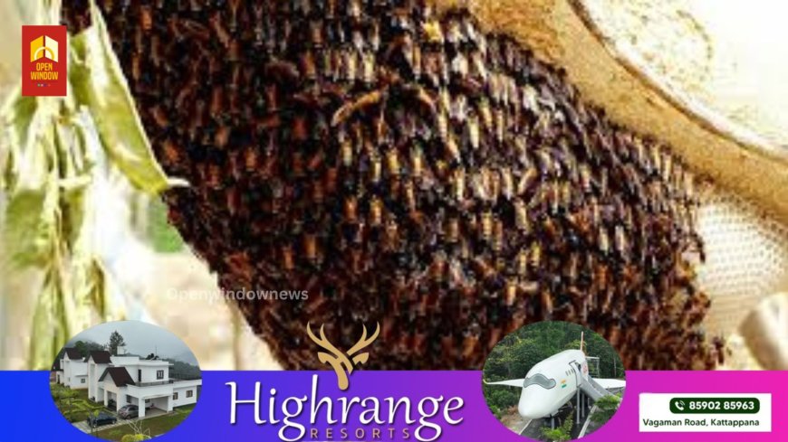 തൊടുപുഴയിൽ കടന്നലിന്റെ കുത്തേറ്റ് സ്‌കൂള്‍ വിദ്യാര്‍ത്ഥിക്കും രക്ഷിക്കാനെത്തിയ ബന്ധുവിനും ഗുരുതര പരിക്ക്