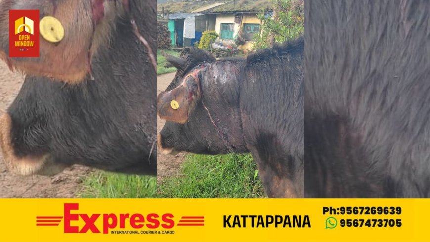 മൂന്നാറിൽ വീണ്ടും വളര്‍ത്ത് മൃഗത്തെ കടുവാ ആക്രമിച്ചു