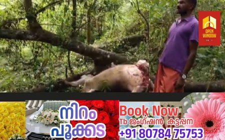 മൂന്നാർ പഞ്ചായത്ത് തലയാർ എസ്റ്റേറ്റിൽ പാമ്പൻമല ഡിവിഷനിൽ പട്ടാപകൽ പുലി പശുവിനെ ആക്രമിച്ചു കൊന്നു.
