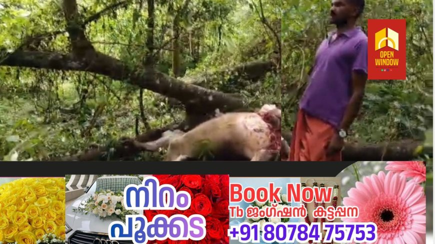മൂന്നാർ പഞ്ചായത്ത് തലയാർ എസ്റ്റേറ്റിൽ പാമ്പൻമല ഡിവിഷനിൽ പട്ടാപകൽ പുലി പശുവിനെ ആക്രമിച്ചു കൊന്നു.