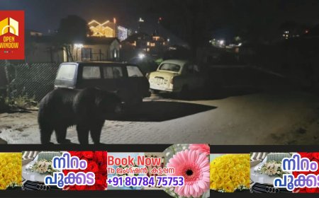 മൂന്നാറിൽ കരടി ഇറങ്ങിയെന്ന് പ്രചാരണം; യാഥാർത്ഥ്യം എന്ത് ?