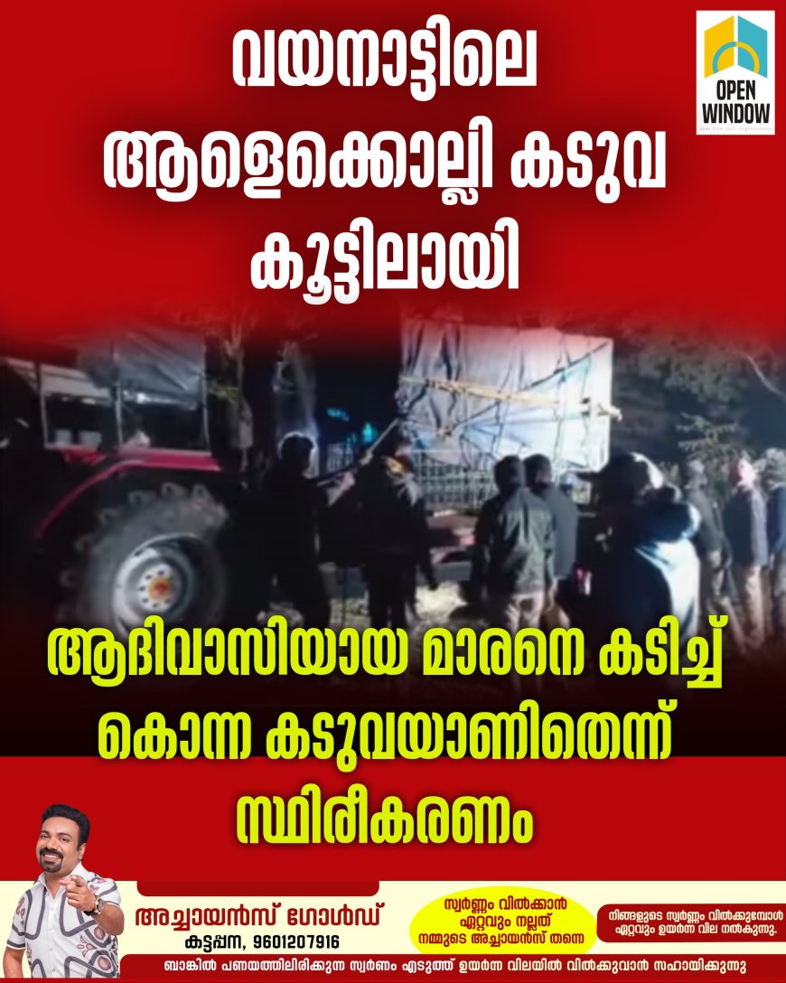 വയനാട്ടിൽ 6 ദിവസം മുമ്പ് ആദിവാസിയായ മാരനെ കടിച്ച് കൊന്ന കടുവ കൂട്ടിലായി.