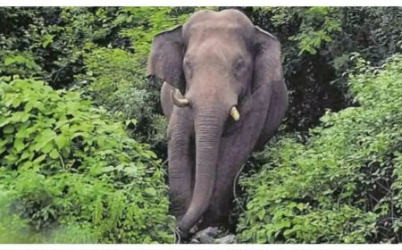 മസിനഗുഡിയില്‍ കാട്ടാന ആക്രമണം; യുവാവ് കൊല്ലപ്പെട്ടു