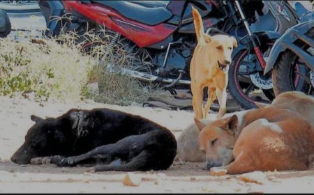 500 തെരുവുനായ്ക്കളെ വിഷം നൽകി കൊന്നൊടുക്കി; നടപ്പാക്കിയത് പഞ്ചായത്ത് തിരഞ്ഞെടുപ്പിലെ വാഗ്ദാനം?