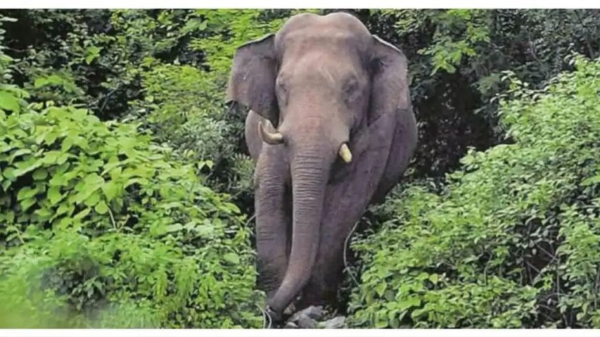 കാട്ടാനയുടെ ആക്രമണത്തില്‍ യുവാവിന് ഗുരുതര പരിക്ക്സംഭവം കൃഷിക്ക് കാവല്‍ നില്‍ക്കുന്നതിനിടെ