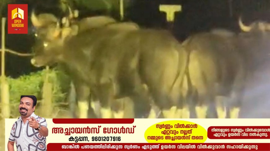 ഏലപ്പാറ-വാഗമൺ റോഡിൽ കാട്ടുപോത്തിറങ്ങി; യാത്രക്കാർ ഭീതിയിൽ