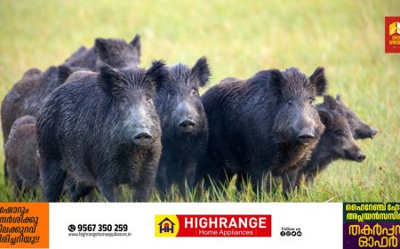 കാട്ടുപന്നി ശല്യം; കൂടുതല്‍ ഷൂട്ടര്‍മാരെ നിയോഗിക്കാൻ വനം വകുപ്പ് മന്ത്രിയുടെ നിര്‍ദേശം