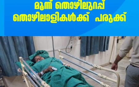 നെടുംകണ്ടം വലിയതോവാളയിൽ
വനംവകുപ്പ് രക്ഷപെടുത്തിയ കാട്ടുപന്നി ആക്രമിച്ചു; മൂന്ന് തൊഴിലുറപ്പ് തൊഴിലാളികൾക്ക്  പരുക്ക്