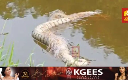 പെരിയാറില്‍ നാലു പെരുമ്പാമ്പുകളെ ചത്തനിലയില്‍ കണ്ടെത്തി