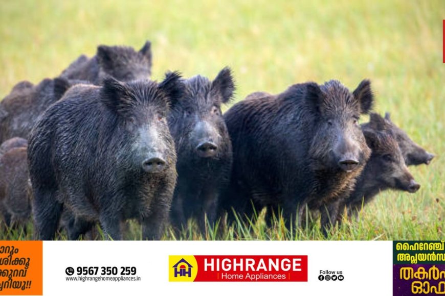 കാട്ടുപന്നി ശല്യം; കൂടുതല്‍ ഷൂട്ടര്‍മാരെ നിയോഗിക്കാൻ വനം വകുപ്പ് മന്ത്രിയുടെ നിര്‍ദേശം